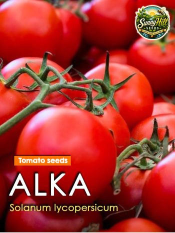 Alka Tomato Seeds (Solanum lycopersicum) – Productive heirloom tomato variety from SunnyHillSeeds.