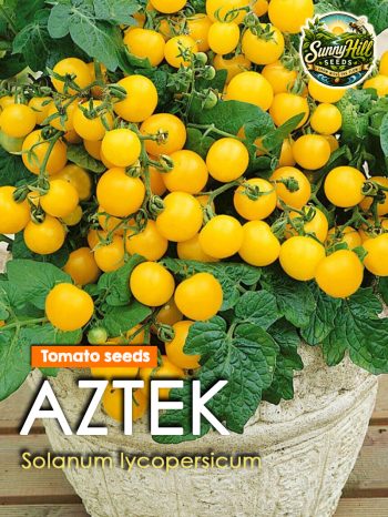 Aztek Tomato Seeds (Solanum lycopersicum) – Compact yellow cherry tomato variety from SunnyHillSeeds.