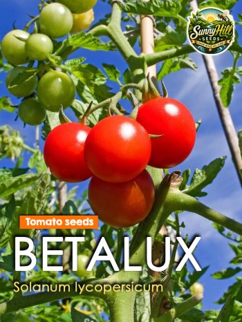 Betalux Tomato Seeds (Solanum lycopersicum) – Early red bush tomato variety from SunnyHillSeeds.
