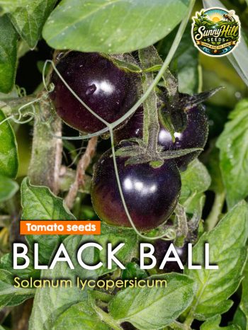 Black Ball Tomato Seeds (Solanum lycopersicum) – Dark heirloom tomato variety from SunnyHillSeeds.