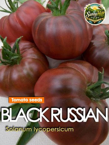 Black Russian Tomato Seeds (Solanum lycopersicum) – Dark heirloom tomato variety from SunnyHillSeeds.