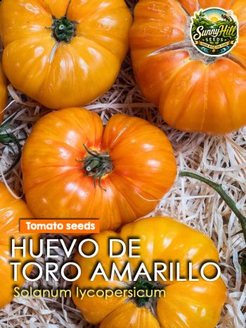 Huevo de Toro Amarillo Tomato Seeds (Solanum lycopersicum) – Large yellow Spanish heirloom tomato from SunnyHillSeeds.